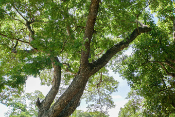 look up angle of big tree in public park in sunny day