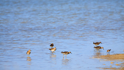 Wader herd small bird stand on shore of salt lake.