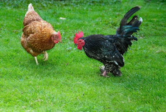 Braune Hybrid-Henne (Gallus gallus domesticus) und schwarzer Hahn laufen frei über eine Wiese, glückliche Hühner in artgerechter Freilandhaltung, Deutschland, Europa