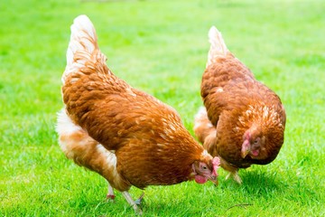 Zwei braune Hybrid-Hennen (Gallus gallus domesticus) laufen frei über eine Wiese und halten Ast für einen Wurm, glückliche Hühner in artgerechter Freilandhaltung, Deutschland, Europa, Banner 