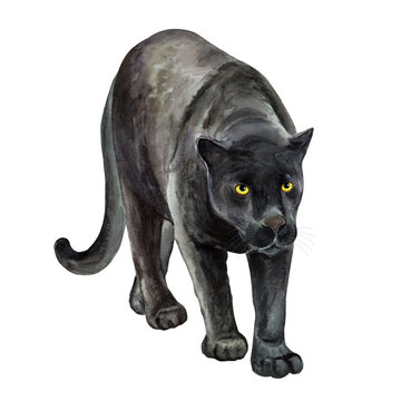 Black jaguar isolated on white background. Watercolor. illustration