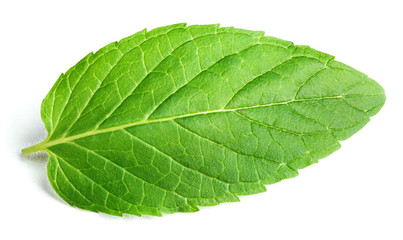 Fototapeta na wymiar Fresh raw mint leaf isolated on white background