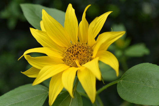 Sonnenblume; Helianthus; annuus