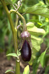 eggplant