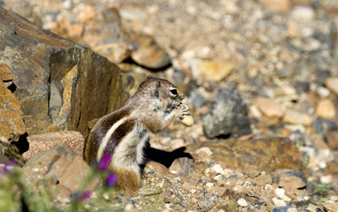 Atlashörnchen