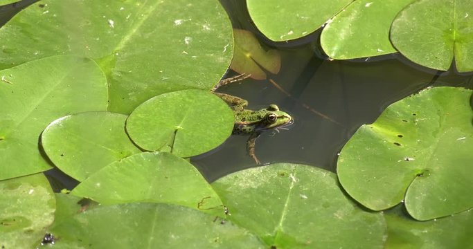 Rana si riposa nello stagno con foglie di ninfee
