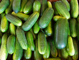 Fresh green cucumbers background.