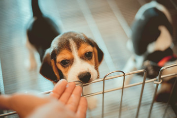 The hand of the man is calling the little dog that came in to express trust.