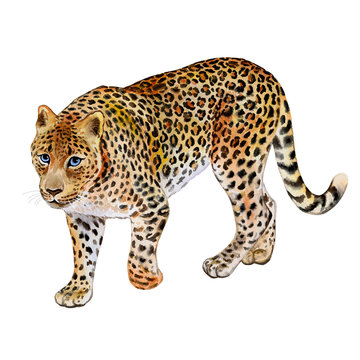 Leopard on a white background. Watercolor. Illustration