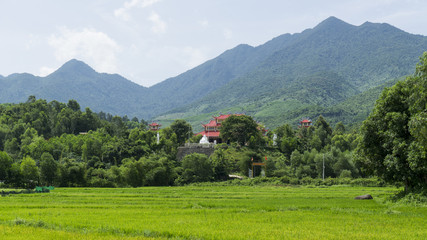 Fototapeta na wymiar Budi temple in front of a rice field.