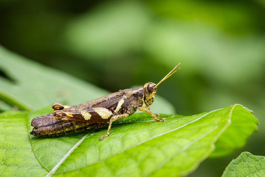 Image of Rufous-legged Grasshopper (Xenocatantops humilis) on green leaves. Insect Animal