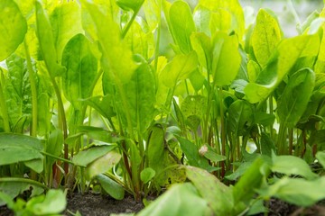 Sorrel growing in garden