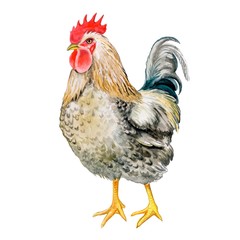 Rooster isolated on white background. Illustration of watercolor