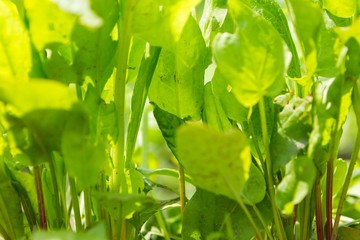 Sorrel growing in garden