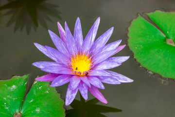 The violet blossom lotus in the pond with the green lotus leaves background in the nature of sunny day. 