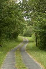 Fototapeta na wymiar Petite route de campagne isolée avec bande de végétation au milieu ,dans l'un des bois du Périgord Vert 