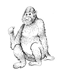 monkey sketch engraving - 167450861
