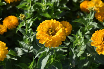 Zinia jaune au jardin en été