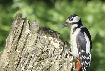 Great spotted woodpecker on a stump. 