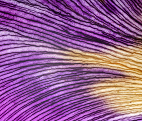 Fototapeta premium iris petals closeup