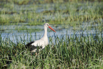 Bocian na łące