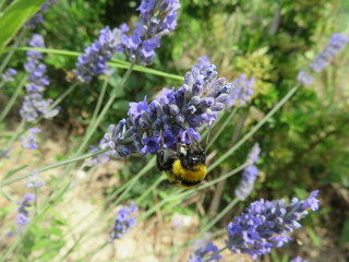 Bombus