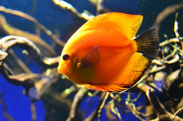 Fish discus orange floats deeply at the rocks, algae and branches.