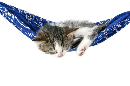 Little kitten sleeps on a hammock. Small cat sleeps sweetly as a small bed. Sleeping cat on a white background. Cats rest after eating.