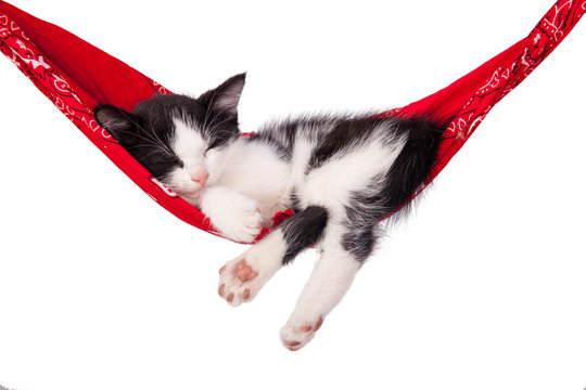Little kitten sleeps on a hammock. Small cat sleeps sweetly as a small bed. Sleeping cat on a white background. Cats rest after eating.