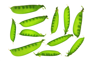 Zuckerschoten, Zuckererbsen, Kefe (Pisum sativum)