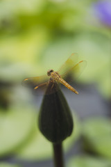 Dragonfly on lotus