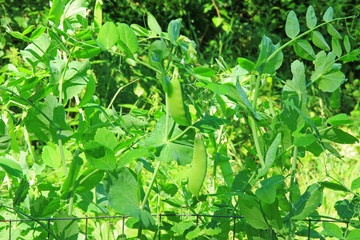 Zuckererbsen, Zuckerschoten, Kefe (Pisum sativum) 