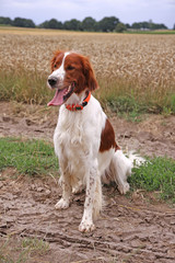 irish setter sitting in the field