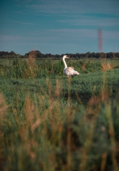 Mute swan in meadow near reed at edge of ditch.
