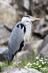 Grey Heron