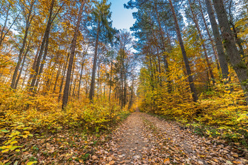 Path in the forest, autumn landscape, Poland