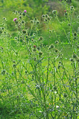 Kratzdistel (Cirsium vulgare) in einer Wiese