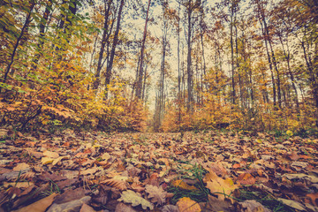 Road with fallen leaves in the forest, autumn landscape, nature trail in Poland