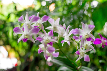 The bouquet of colorful orchid flowers in the nature 