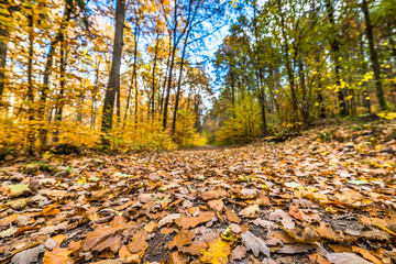 Closeup of fallen leaves on path in the forest, autumn landscape