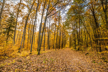 Nature trail with fallen leaves in fall forest, autumn landscape