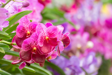 Naklejka na ściany i meble The bouquet of colorful orchid flowers in the nature 