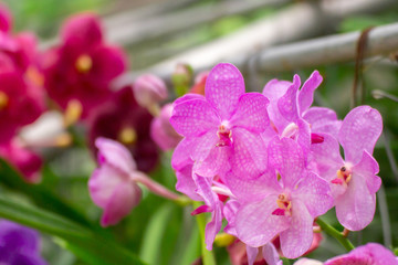 The bouquet of colorful orchid flowers in the nature 