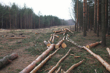 Environment, nature and deforestation forest - felling of trees in wood