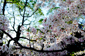 緑と桜