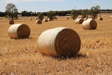 Fototapeta na wymiar Large straw bales after wheat harvest in Australia, Wheatbelt region in Western Australia 
