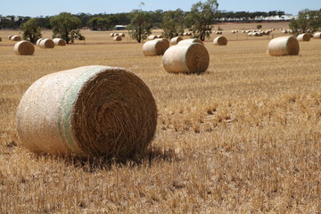 Fototapeta na wymiar Big straw bales in Australia, wheat belt region in Western Australia in summer