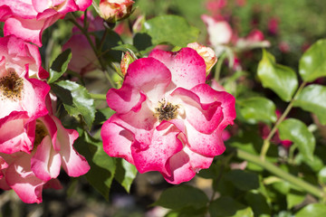 Sunny Pretty Pink Bunch of Garden Rose Flowers