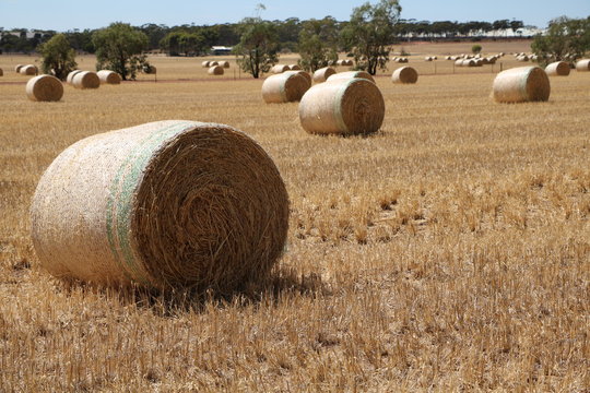 Big straw bales in Australia, wheat belt region in Western Australia in summer