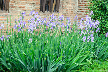 Bunch of mauve violet iris flowers, green  stem garden, close up outdoor